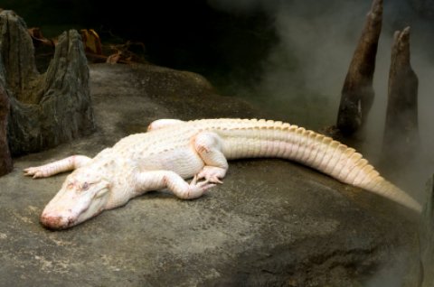 Albino Alligator