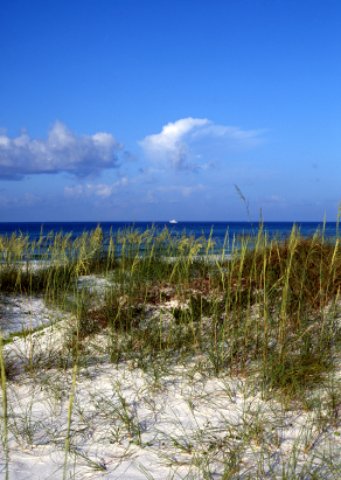 Grayton Beach Florida Scene