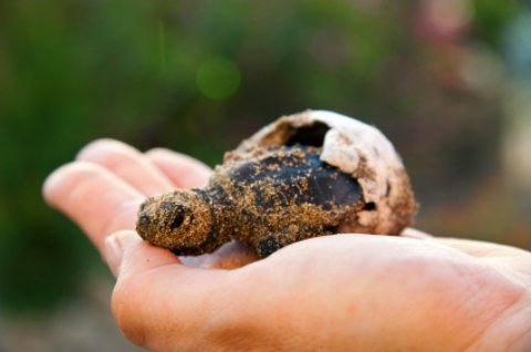 Jensen Beach Florida, a baby loggerhead turtle emerging from shell