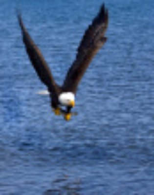 bald eagle with fish