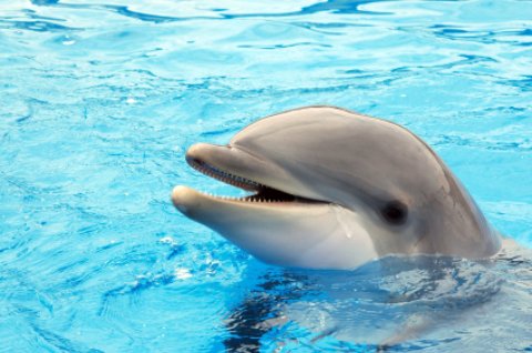 dolphin playing in water