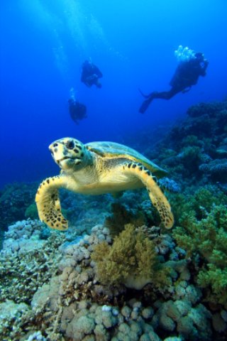 boyton beach florida hawksbill turtle