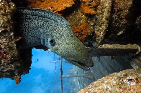 Crescent Beach underwater giant moray