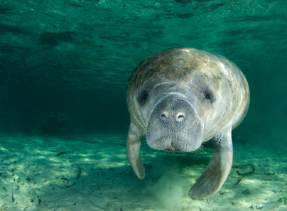 crystal river manatee