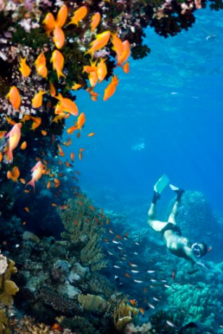 Deerfield Beach snorkeler among orange coral Deerfield Beach snorkeler among orange coral