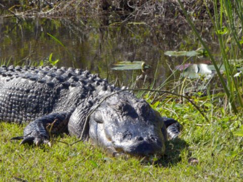 Everglades Black Alligator