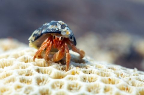 Hermit Crab on Fort Pierce State Park 
