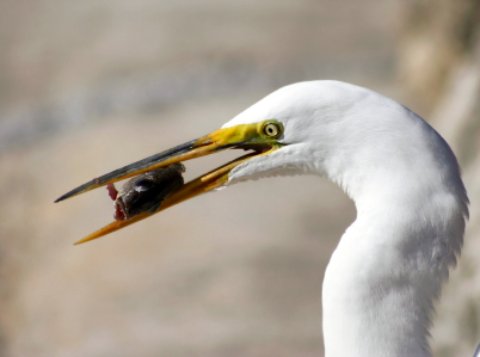 Gamble Rogers white egret wth fresh fish