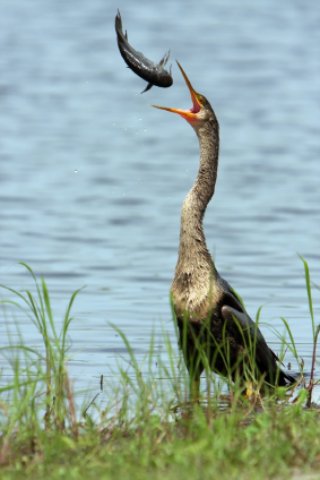 This anhinga caught a fish sideways and tosse