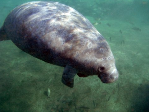 Manatee at Homosassa Springs