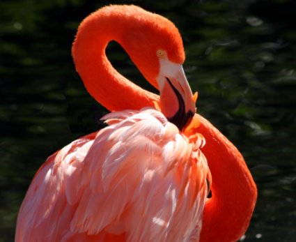 Indian Rks, flamingo 
