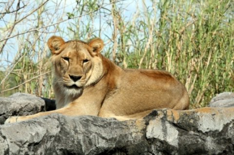 Busch Gardens Lion