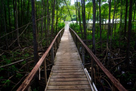 Caladesi Island State Park Mangrove Forest