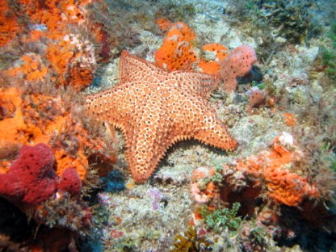 Marathan FL orange starfish and coral