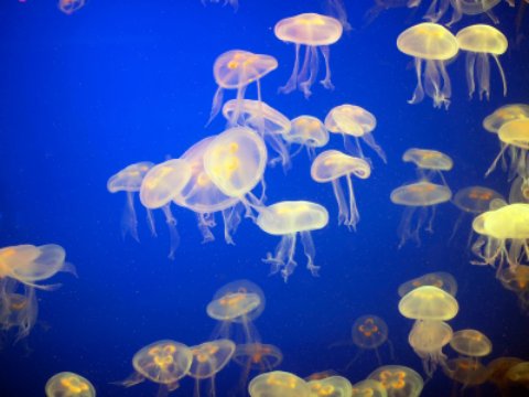 Miramar Beach Florida jelly fish