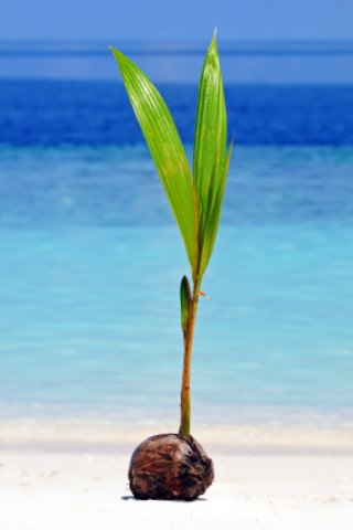 a coconut sprouts on the beach a coconut sprouts on the beach