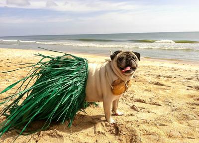 Aloha from Flagler Beach Florida 2014