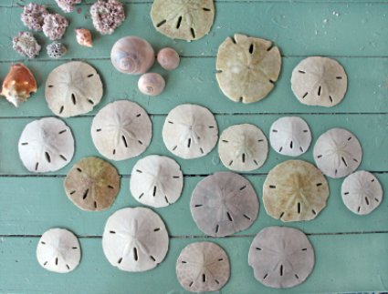 Sand dollars in various sizes