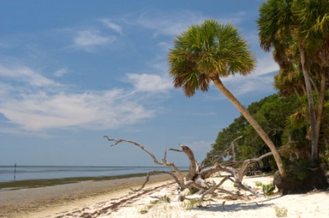 Savannas palm and driftwood Savannas palm and driftwood