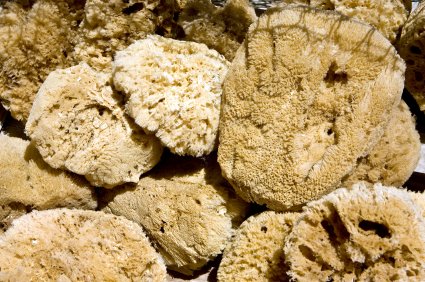 sea sponges