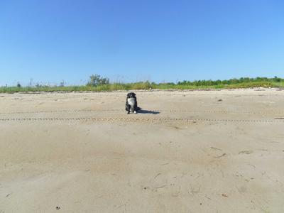 Skip sitting on the beach.