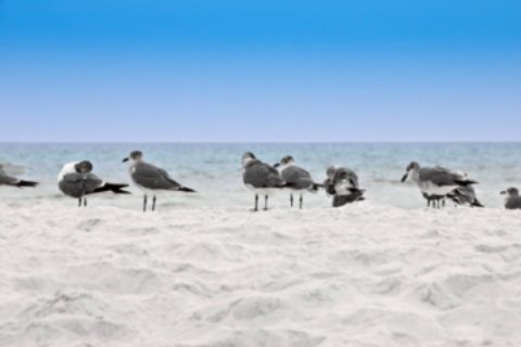 st george island state park beach and sea gulls