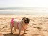 Puggy Beach Bikini Body on point! 2014