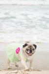 I love the sand between my paws