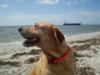 There is a lot of interesting boat traffic coming in and out of Tampa Bay and from this beach,  you can see the Skyway Bridge.