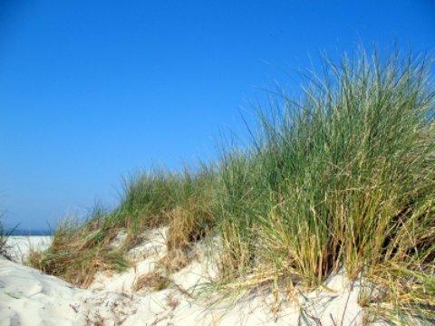 large sand dune at topsail state park