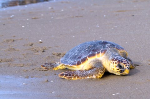 vilano loggerhead turtle vilano loggerhead turtle