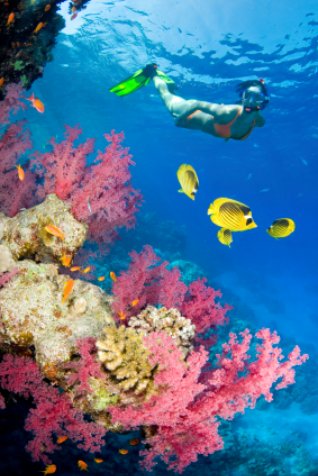 Snorkeling Florida: Girl in pink coral