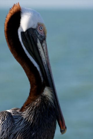 Cayo Costa Pelican