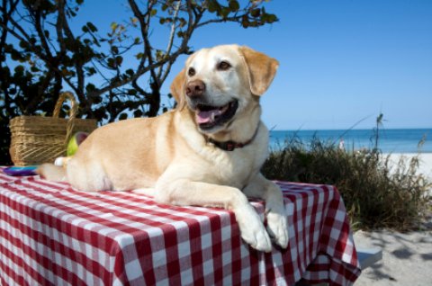 dog friendly beaches yellow labrador