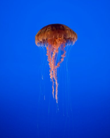 Florida Keys -Orange Jelly Fish