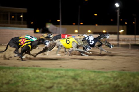 Melbourne Beach Florida at Greyhound Park with racing greyhounds