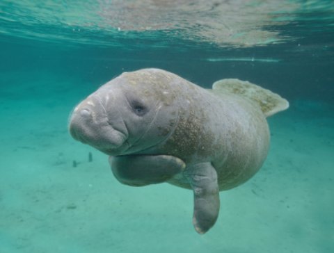 John Lloyd State Park manatees