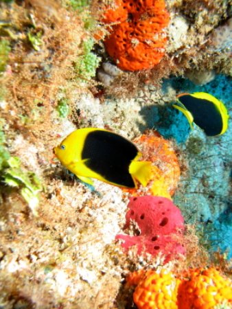 Key Colony Beach Florida tropical fish