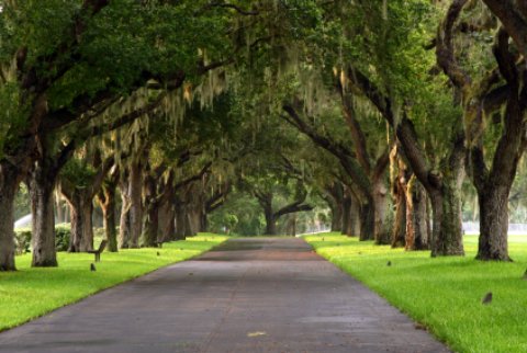 tree path with spanish moss