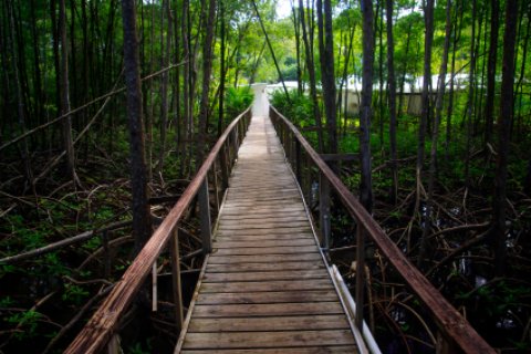 Curry Hammock's Mangrove Trees