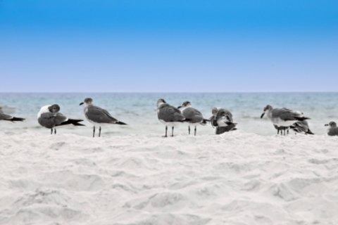 Pensacola beach with bird visitors