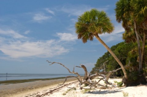 Savannas palm and driftwood