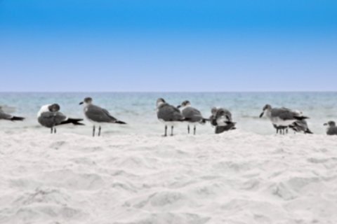 st george island state park beach and sea gulls st george island state park beach and sea gulls