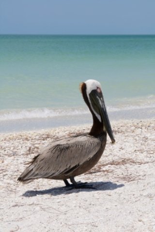 St Joseph State Park Pelican