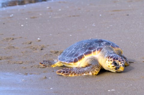 Loggerhead turtle on the beach