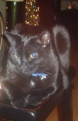 AJ the blue eyed cat AJ the blue eyed cat