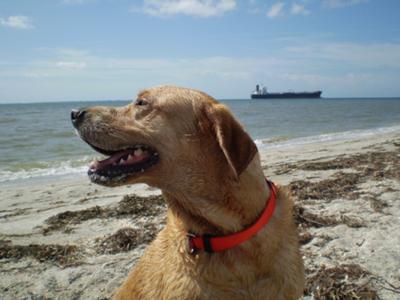 There is a lot of interesting boat traffic coming in and out of Tampa Bay and from this beach,  you can see the Skyway Bridge.